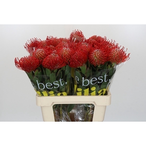 Nutans Ayoba Red