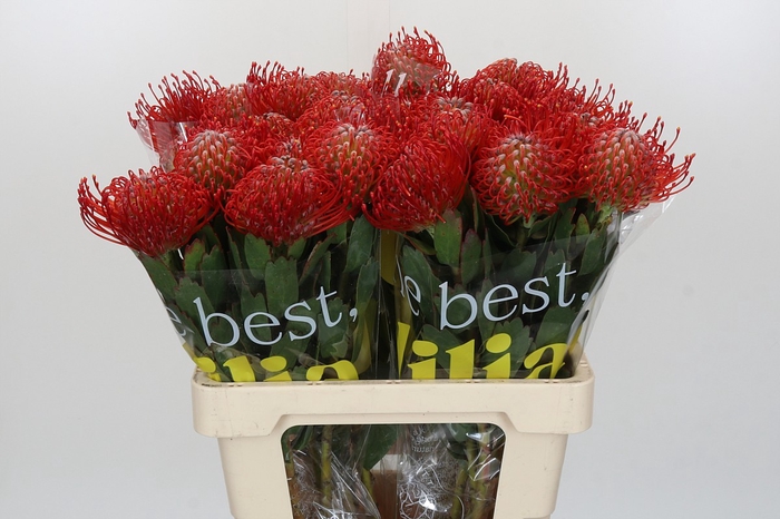 Nutans Ayoba Red
