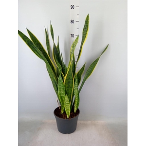 Sansevieria trifa. 'Laurentii'