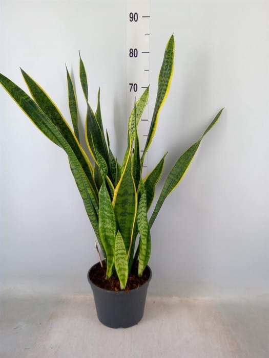 <h4>Sansevieria trifa. 'Laurentii'</h4>