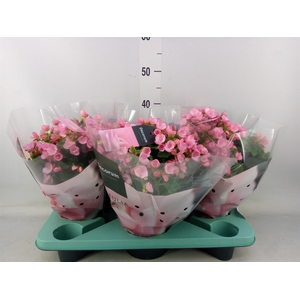 Begonia elat. EN 'Betulia Candy'