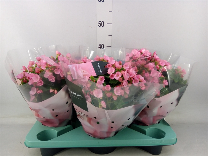 <h4>Begonia elat. EN 'Betulia Candy'</h4>