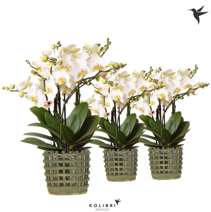 <h4>Kolibri Orchids Phalaenopsis Blossom Lausanne 6 spike in Mesh pot green</h4>