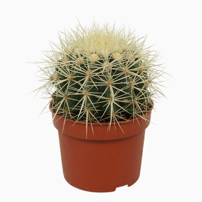 <h4>Echinocactus grusonii</h4>
