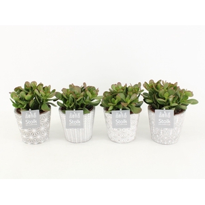 Crassula Ovata in Star pot