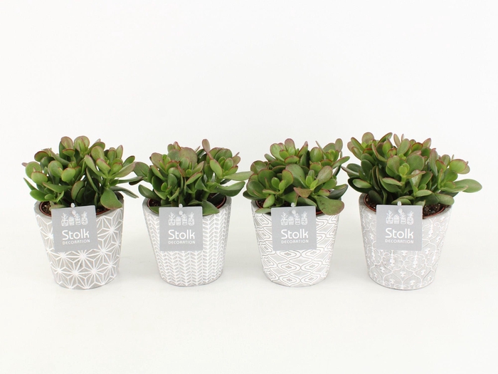 <h4>Crassula Ovata in Star pot</h4>