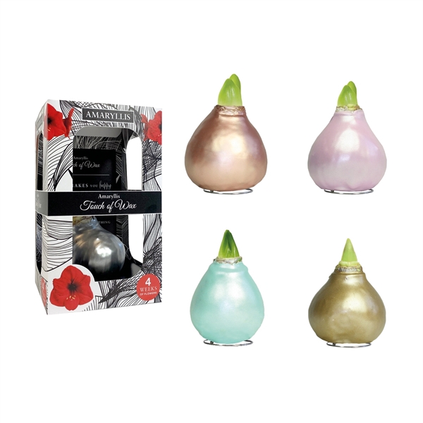 <h4>Amaryllis Red Celebration Mix Carton</h4>