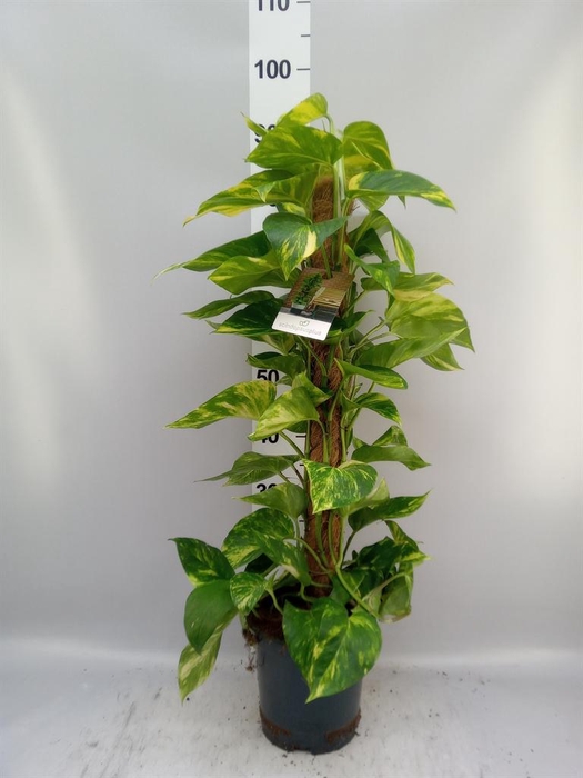 <h4>Epipremnum pinn. ...moss stick</h4>