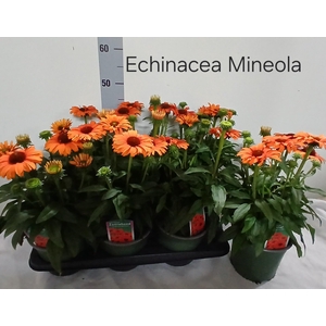 ECHINA SUNSEEK MINEO