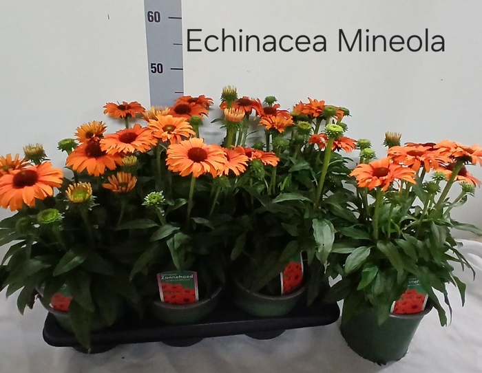 <h4>ECHINA SUNSEEK MINEO</h4>