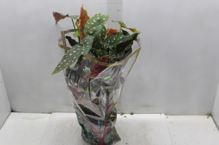 <h4>BEGONIA MACULATA P17 PO</h4>