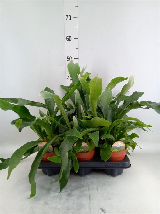 <h4>Platycerium bifurc.</h4>