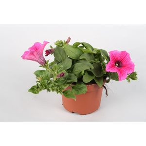 Surfina Hot Pink p10,5