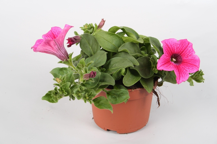 <h4>Surfina Hot Pink p10,5</h4>