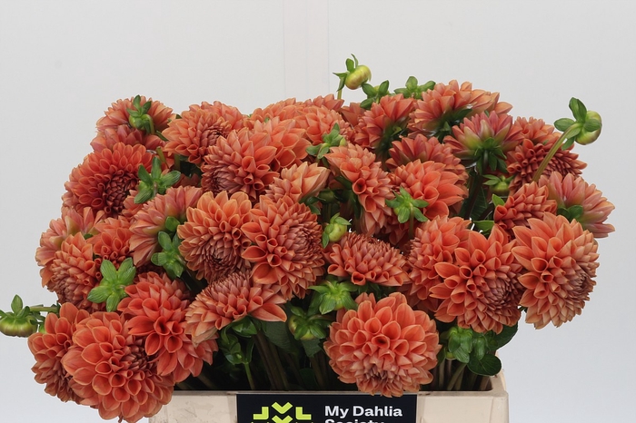 Dahlia Cornel Bronze