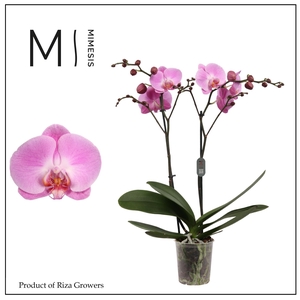 Phalaenopsis Infinite Dreams 2 spike - 12cm | Mimesis