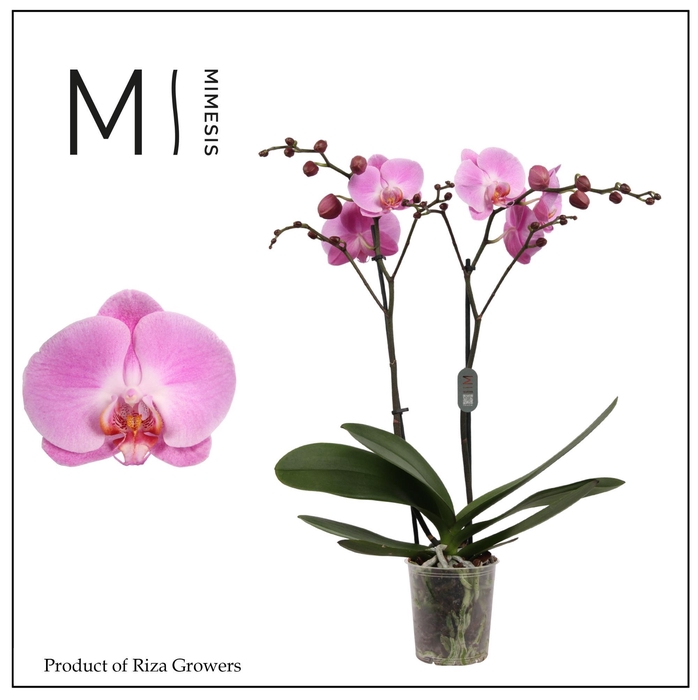 <h4>Phalaenopsis Infinite Dreams 2 spike - 12cm | Mimesis</h4>