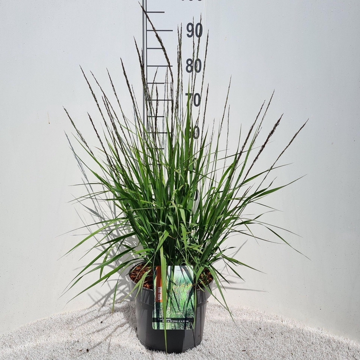 <h4>Molinia caerulea</h4>
