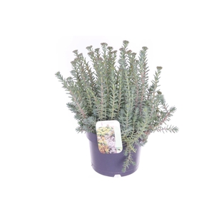 Sedum reflexum
