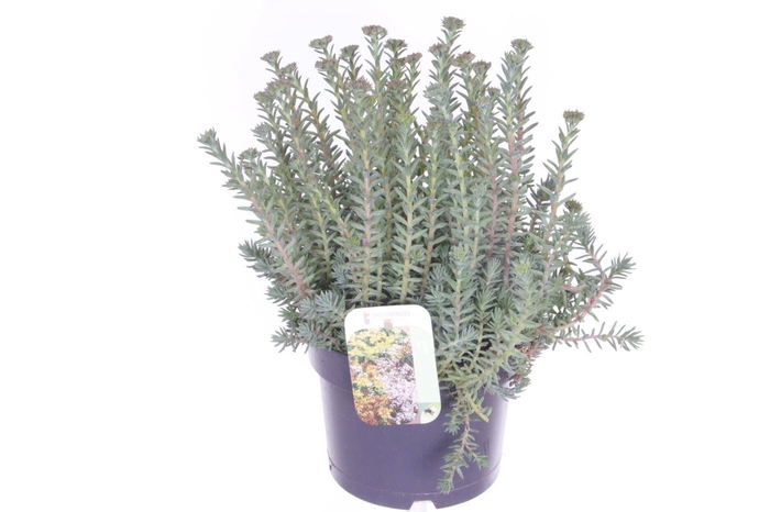 <h4>Sedum reflexum</h4>