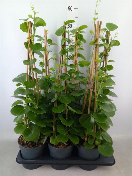 <h4>Cissus rotundifolia</h4>