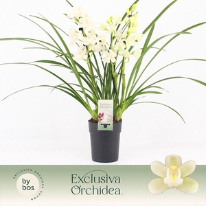 Cymbidium, Ice Dance 3-spike P14 'Exclusiva Orchidea'