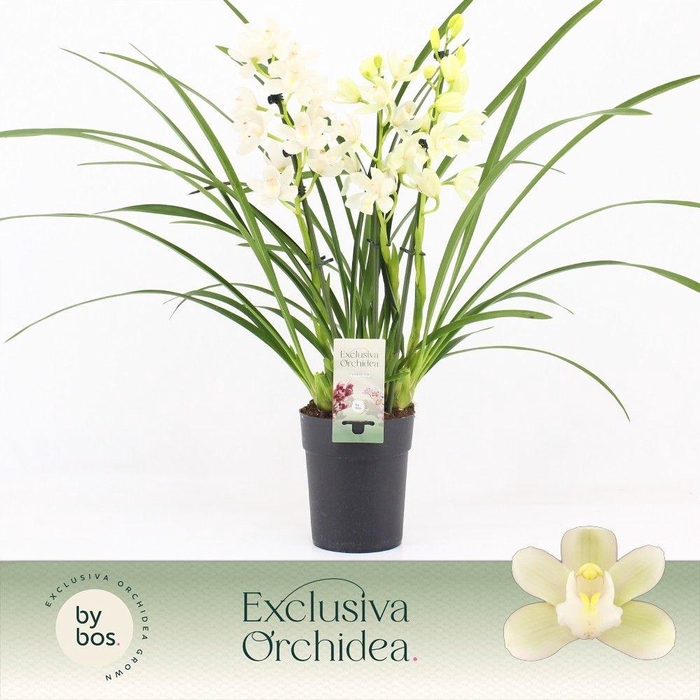 <h4>Cymbidium, Ice Dance 3-spike P14 'Exclusiva Orchidea'</h4>