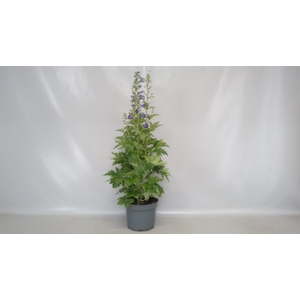 Delphinium grand.
