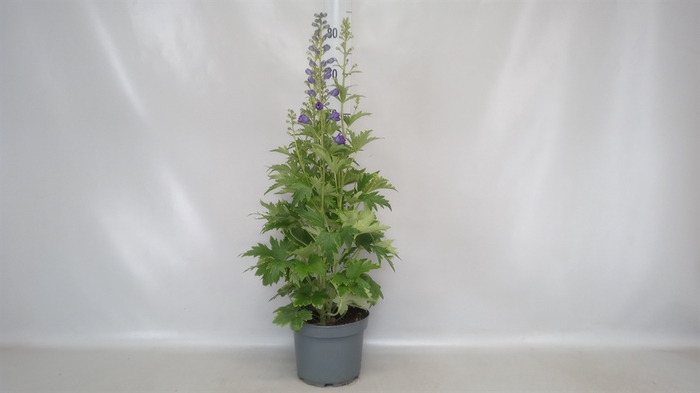 <h4>Delphinium grand.</h4>