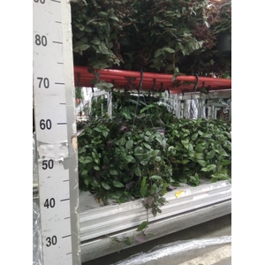 Tradescantia  'Green Hill'