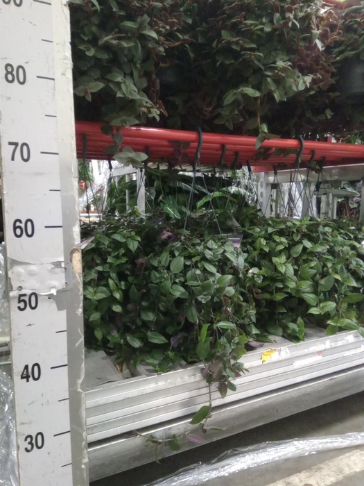 <h4>Tradescantia  'Green Hill'</h4>