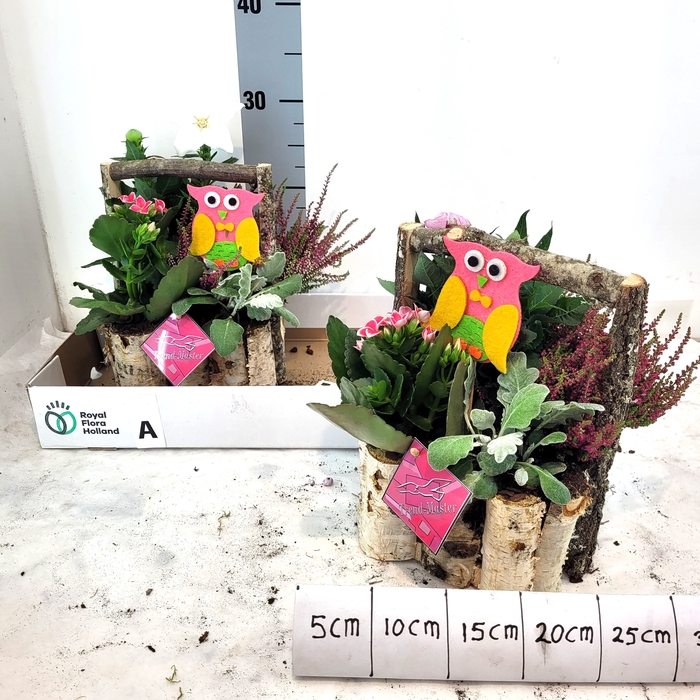 <h4>ARR TUINPLANTEN</h4>