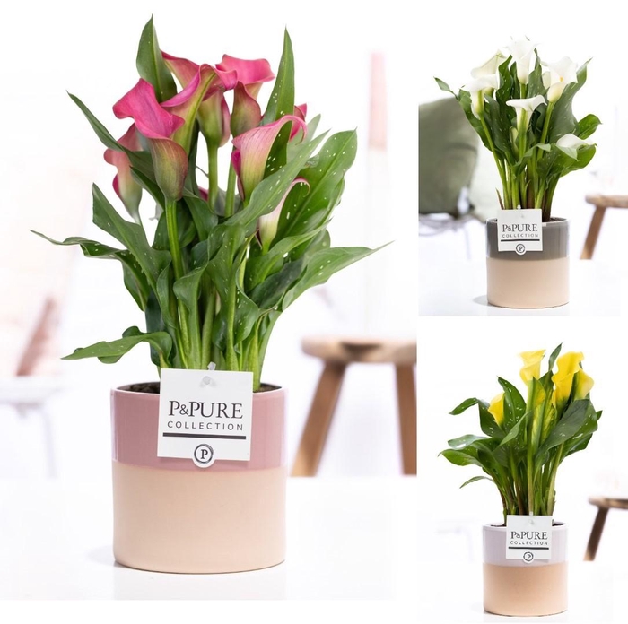 <h4>Zantedeschia mix in P&PURE Tess 2 ceramics ass. 3</h4>