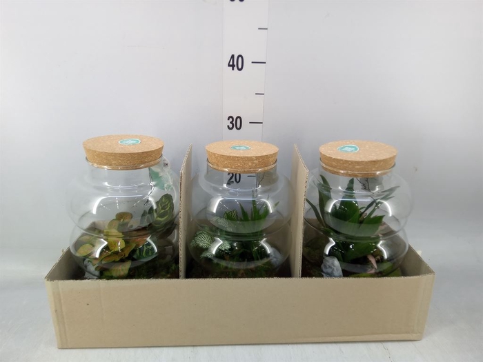 <h4>Arr.   Planten H%</h4>
