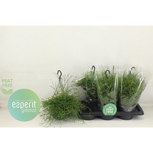RHIPSALIS EASY SWEET