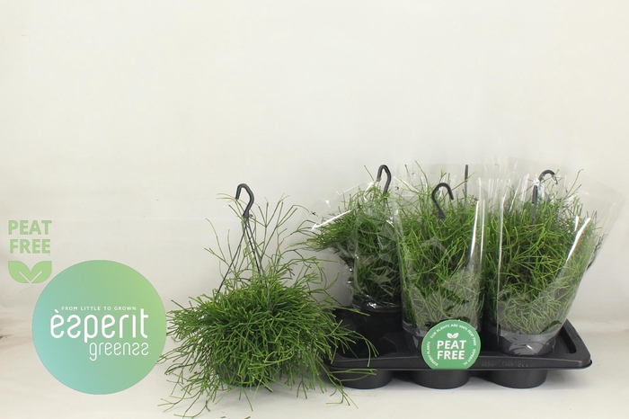 <h4>RHIPSALIS EASY SWEET</h4>