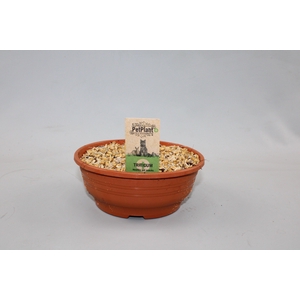 Triticum kattengras schaaltje de luxe