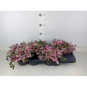 Tradescantia flum. 'Quadricolor'