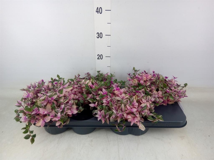 <h4>Tradescantia flum. 'Quadricolor'</h4>