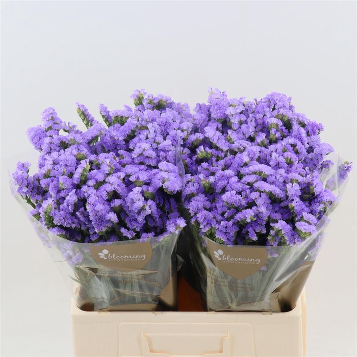 <h4>Statice Sky Wings</h4>