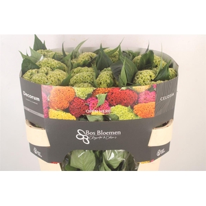 Celosia C Act Verda Green