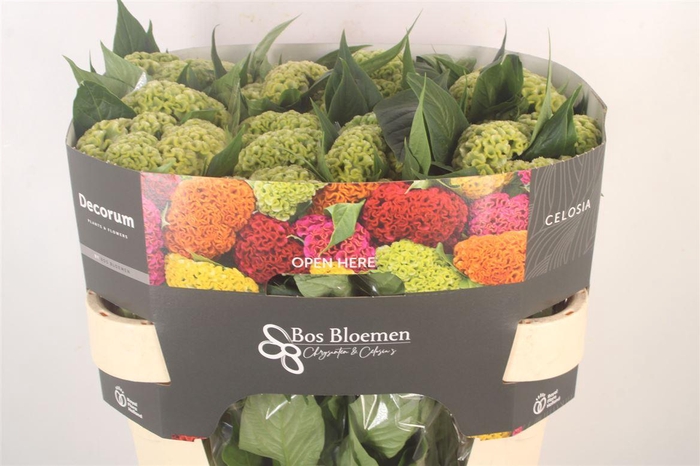 <h4>Celosia C Act Verda Green</h4>