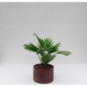 Livistona rotundifolia in Ruby pot