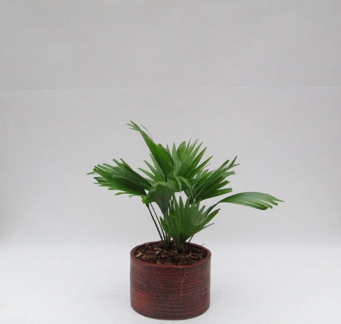 <h4>Livistona rotundifolia in Ruby pot</h4>