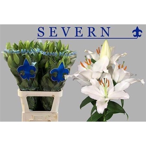 Li Or Severn