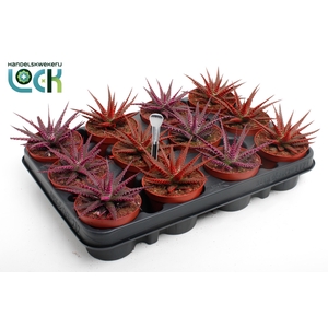 Haworthia Big Band Makeupz mix