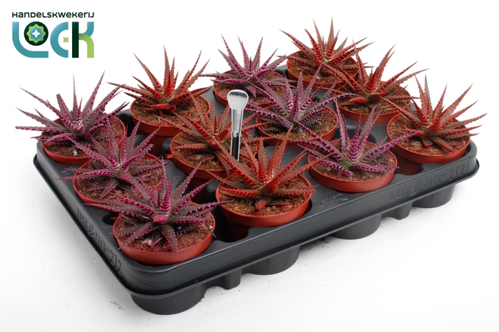 <h4>Haworthia Big Band Makeupz mix</h4>
