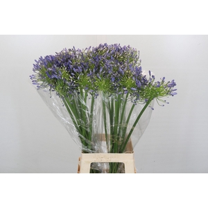 Agapanthus Mediterranee