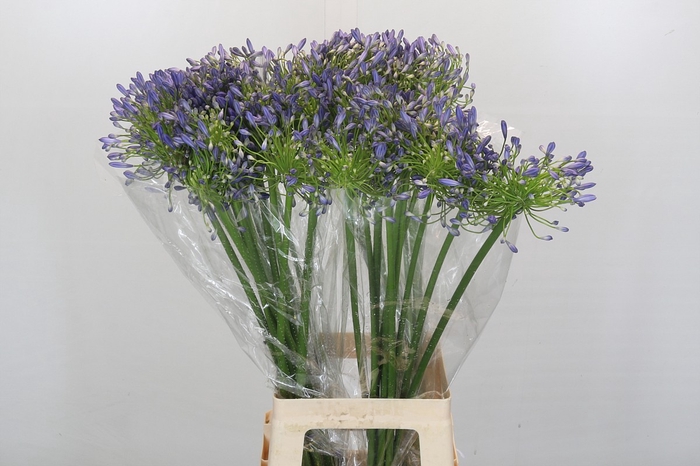 <h4>Agapanthus Mediterranee</h4>