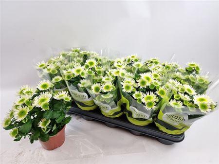 <h4>Chrys Splash Meadow</h4>